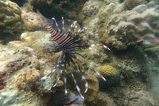Wonderful Snorkeling Trip From Manila! Updated *** - Customer Reviews and Ratings