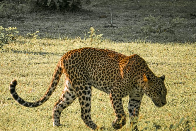 Yala National Park Private Safari - Park Exploration