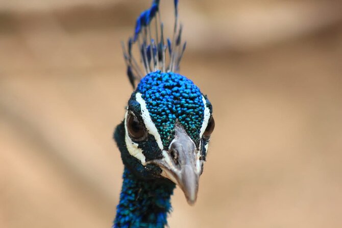 Yala Safari Private Day Tours in Yala National Park - Cancellation and Refund Policy
