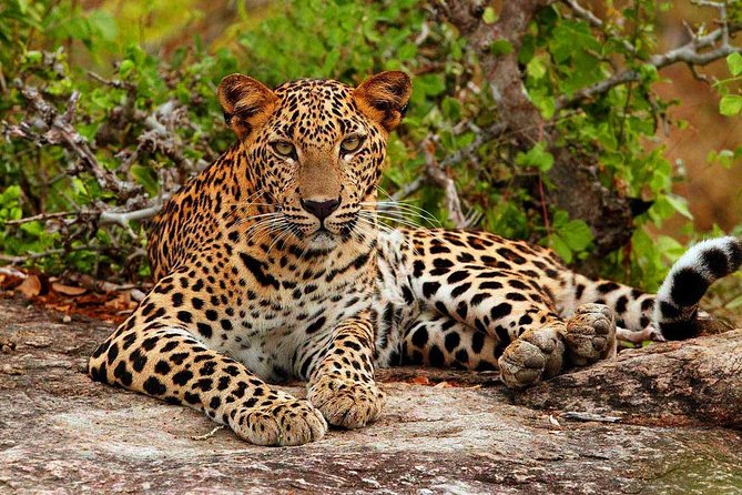 Yala Safari Tours From Yala/Thissamaharamaya/Hambantota - Booking Process and Payment