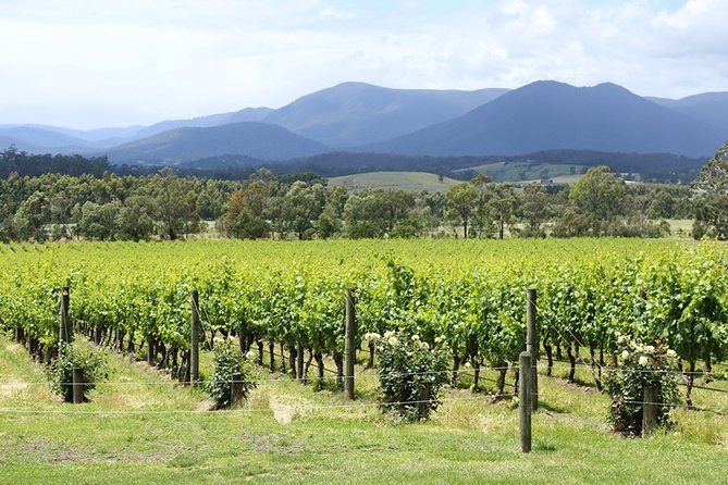 Yarra Valley Wine & Food Day Tour From Melbourne With Lunch at Yering Station - Guest Experiences and Reviews