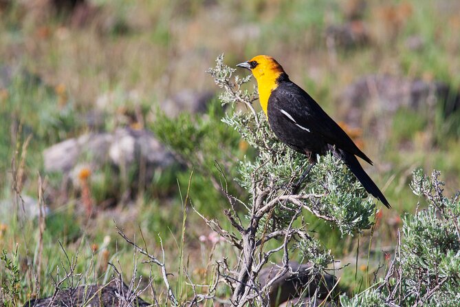 Yellowstone Wildlife Safari From Bozeman - Private Tour - Wildlife Sightings
