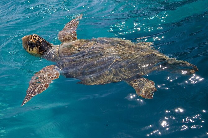 Zakynthos Marine Park With Turtles Spotting - Transportation and Seating Arrangements