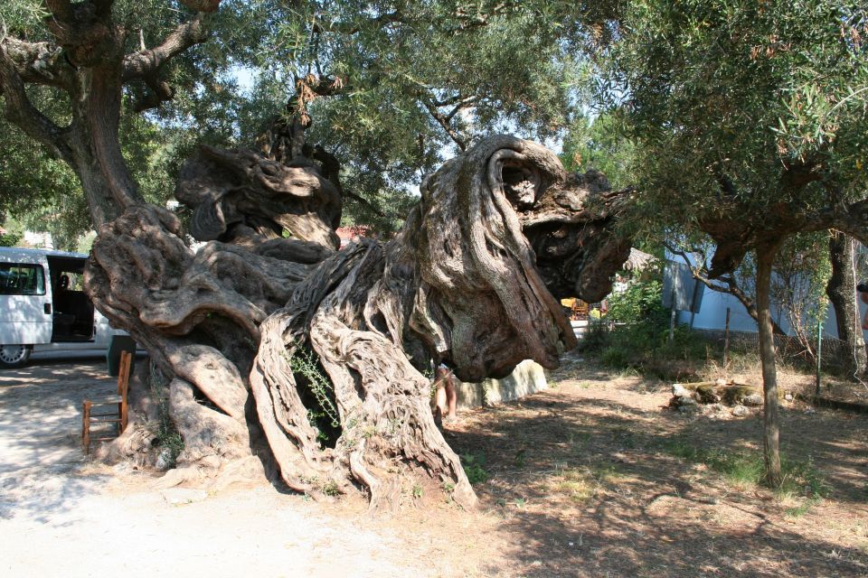 Zakynthos: Shipwreck Beach With Blue Caves Land & Sea Tour - Customer Feedback