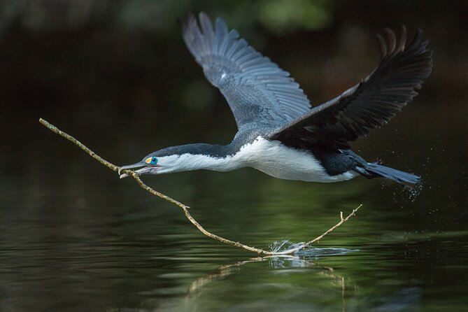 Zealandia - Twilight Guided Eco Wildlife Tour - Meeting and Departure Details