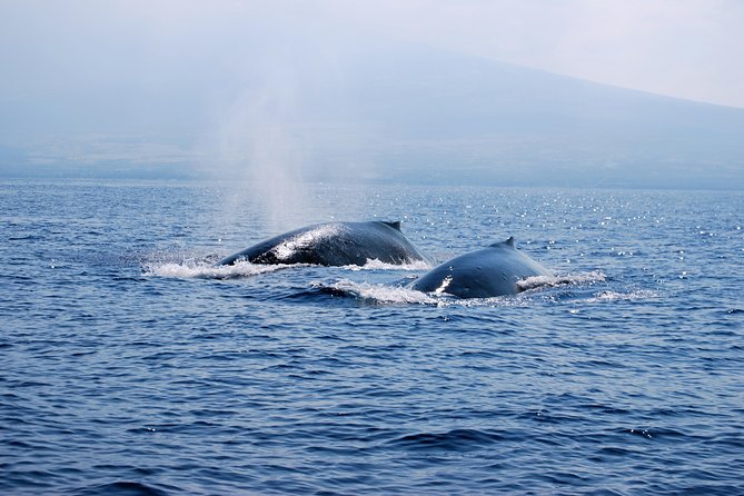 Zodiac Raft Whale Watching Adventure - Safety Guidelines