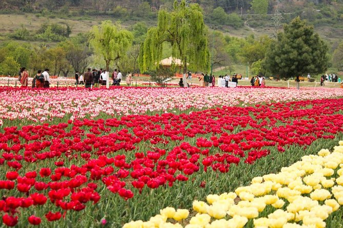 5-Days Private Kashmir Honeymoon Tour From Srinagar