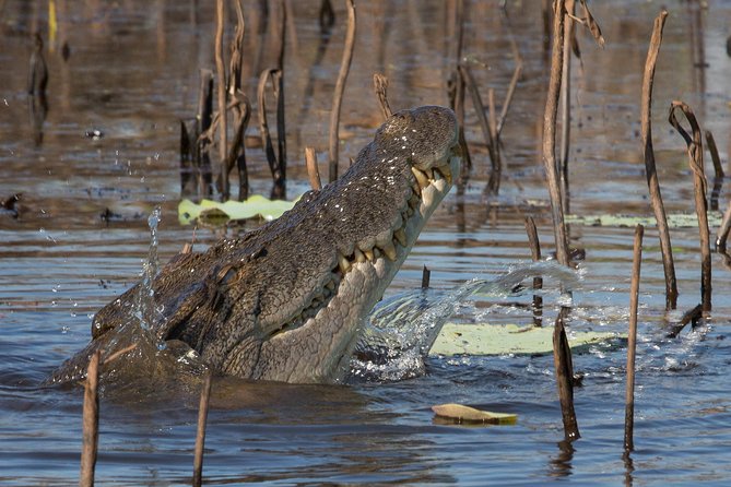 1 Day Corroboree Billabong Wetland Experience Including 2.5 Hour Cruise + Lunch - What to Bring