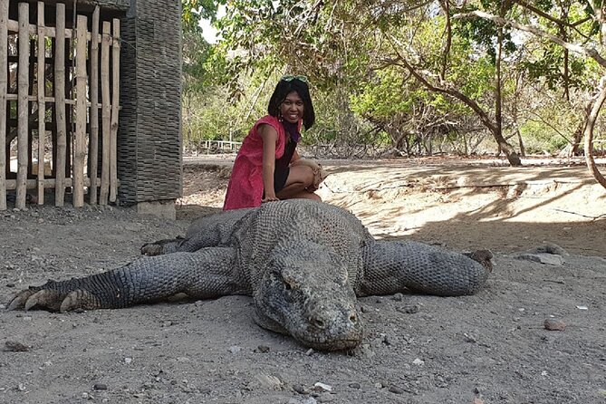 1- Day Komodo Island Tour Hopping Around by Speed Boat - Tour Logistics
