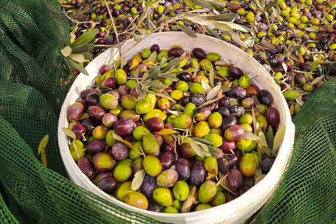 1 Day Rhodes Island Tour With Olive Oil, Honey and Wine Tasting - Meeting and Pickup Details