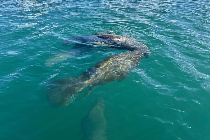 1-Hour Pedal Kayak Guided Adventure Tour in Condado Lagoon - Safety Measures and Equipment