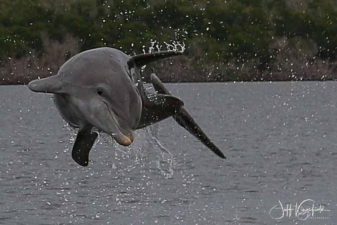 10,000 Islands Excursion Small-Group 3.5 Hour Dolphin & Shelling Boat Tour - Tour Inclusions and Logistics