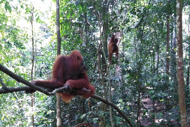 2 Days 1 Night in THE JUNGLE Mount Leuser ( See ORANGUTAN) - Exploring the Gunung Leuser National Park