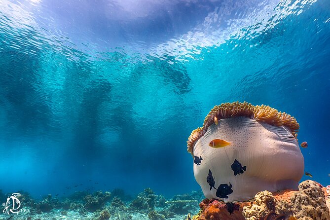 (2 Dives) Discover Scuba Diving Kota Kinabalu - Health and Safety Guidelines