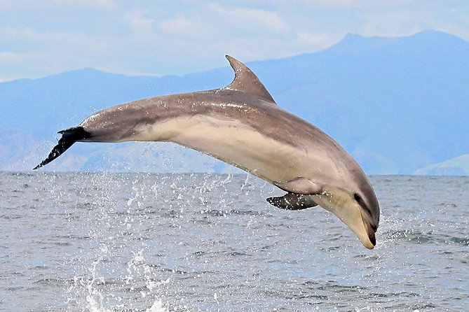 2 Hour Dolphin Viewing Eco-Tour From Picton - Conservation Practices