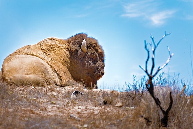 2 Hour Inside Adventure Tour on Catalina Island - Tips for a Great Tour