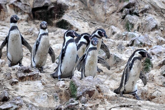 2-Hour Tour to the Ballestas Islands From Puerto San Martín - Booking Information