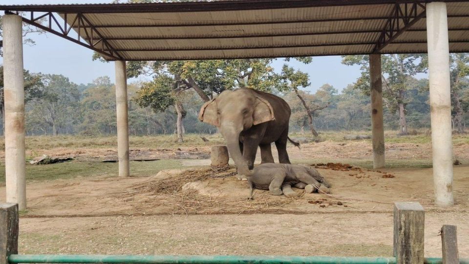2 Nights 3 Days Chitwan Jungle Safari Tour - Day 3 Summary