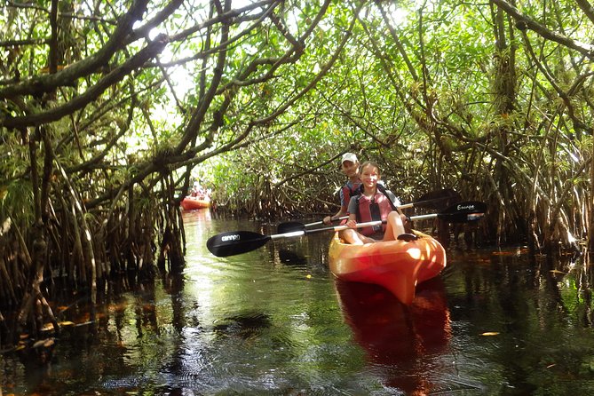 3 Hour Guided Mangrove Tunnel Kayak Eco Tour - Inclusions and Requirements