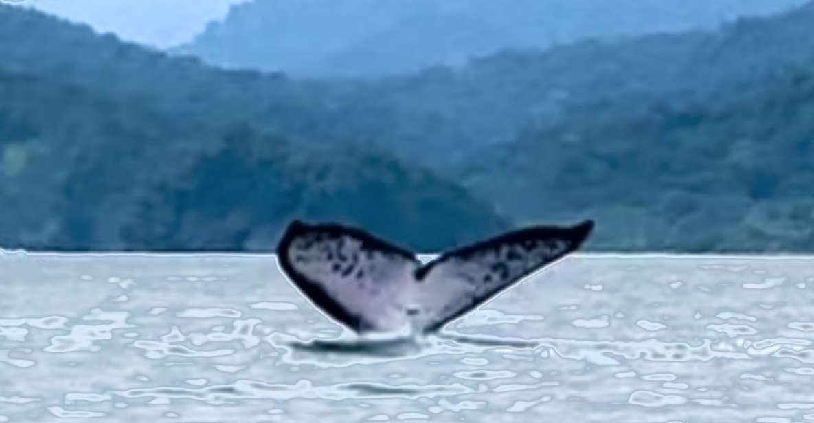 4 Days Adventure; Medellin to Nuqui- Whales!!! - Safety Measures and Guidelines