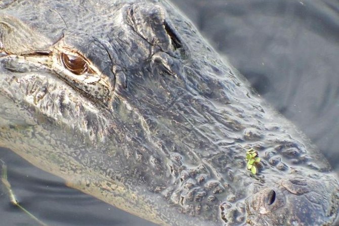 4-Hour Swamp Buggy Adventure Tour in Florida - Customer Experiences and Feedback