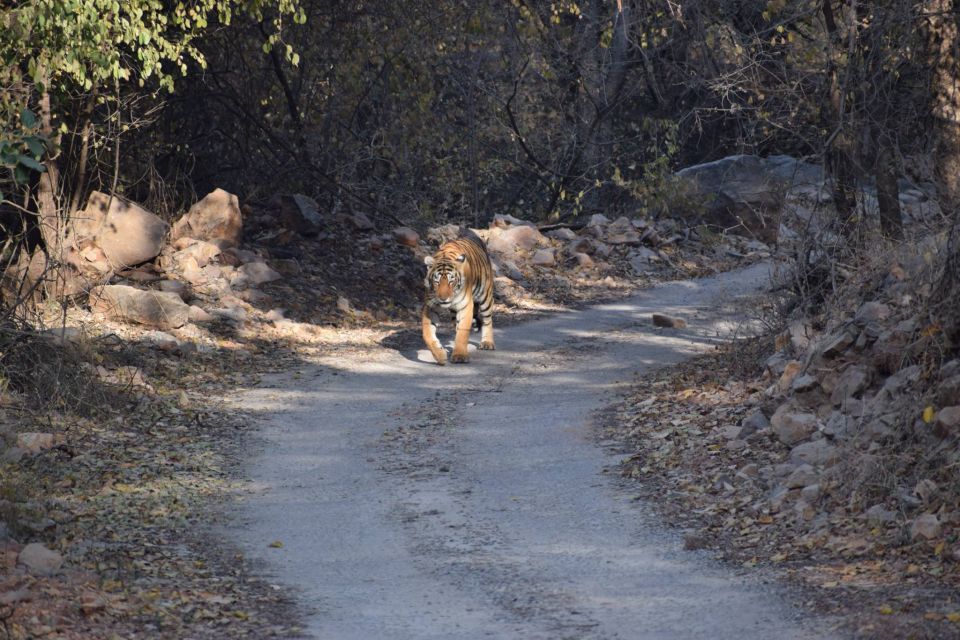 5 Nights 6 Days Golden Triangle India Tour With Ranthambore - Booking Process and Tips