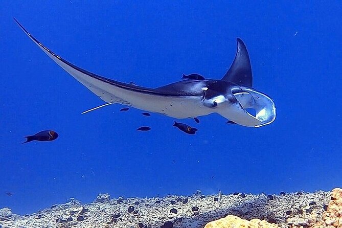 6 Passenger Maximum Manta Ray Night Snorkel in Kailua-Kona, HI - Tips for a Great Experience