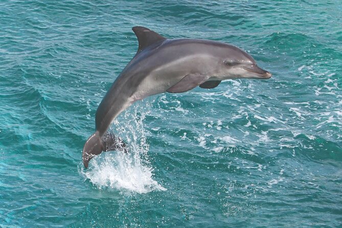 Afternoon Honu Hawaiian Green Sea and Dolphin Snorkel and Sail - Customer Feedback and Reviews
