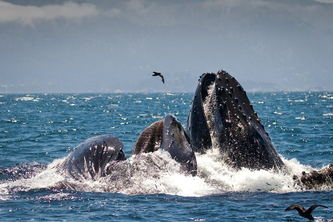 Afternoon Whale Watch - Meeting and Parking Details