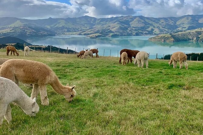 Akaroa Day Tour From Christchurch - Tour Highlights