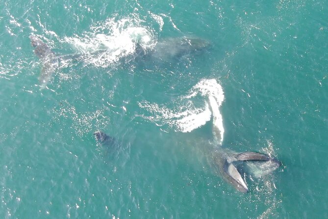 Alaska Whale Watching With Bonus Drone Viewing of Whales - Highlights of the Tour