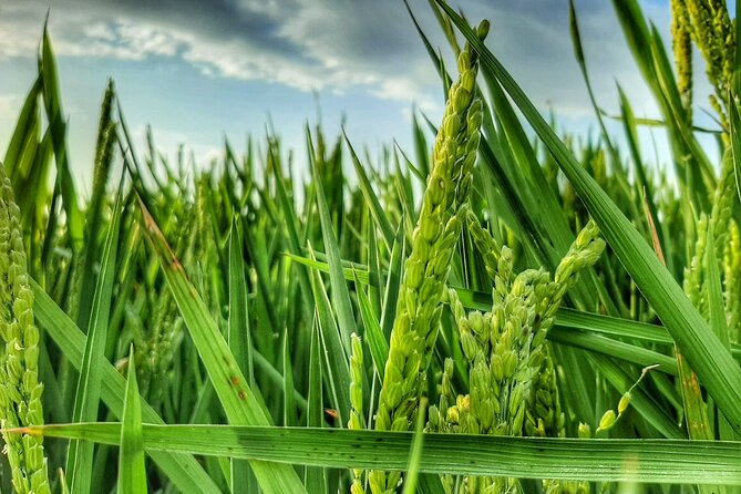 Albufera Natural Park Tour With Boat Ride From Valencia - Boat Ride and Guided Visit