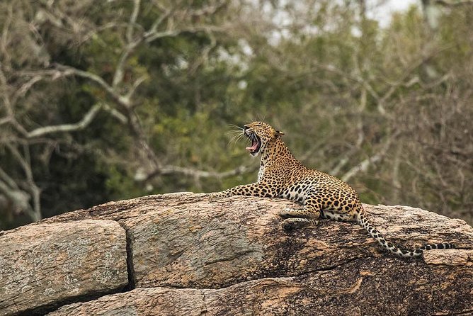All Inclusive Yala National Park Jeep Safari From Colombo - Pricing Information