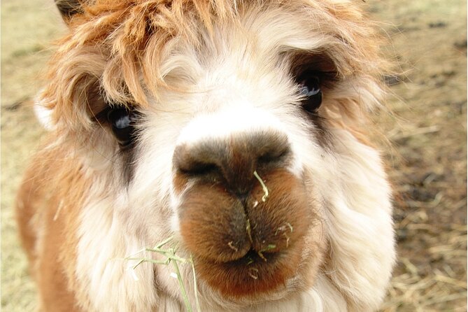 Alpaca and Llama Farm Tour - What to Expect on the Tour