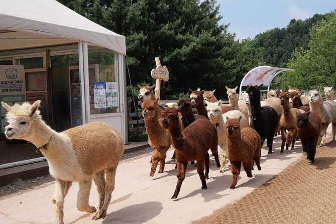 Alpaca World and Nami Island With Gangchon Rail Bike Tour - Experience at Alpaca World