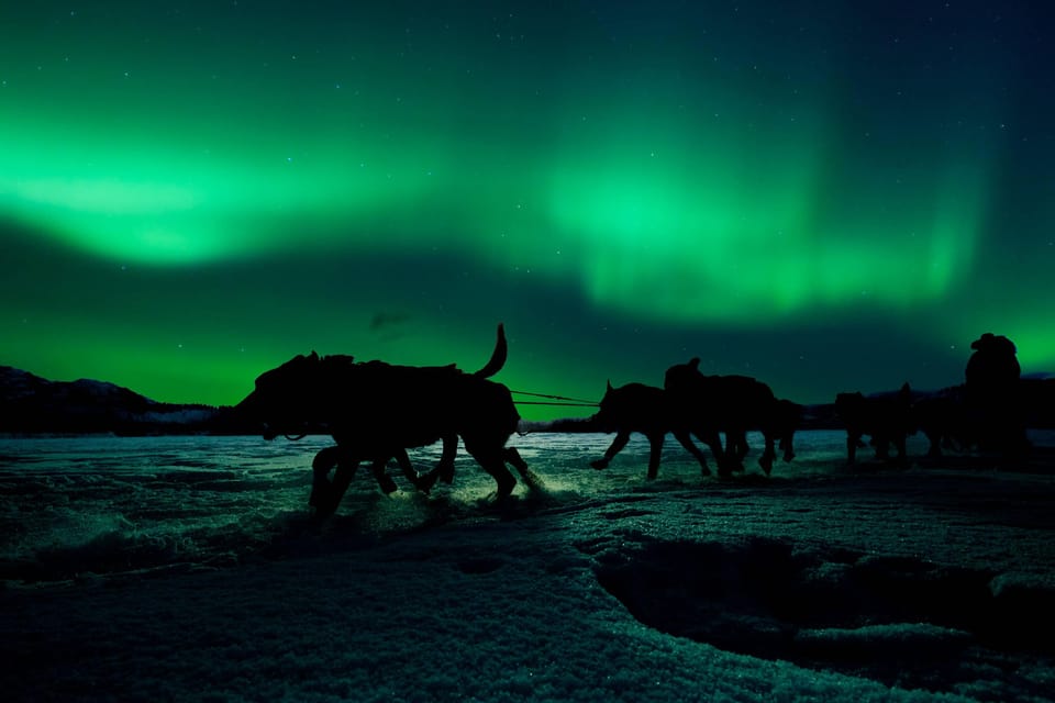 Alta: Dog Sledding Trip Under the Northern Lights - Tips for an Amazing Adventure