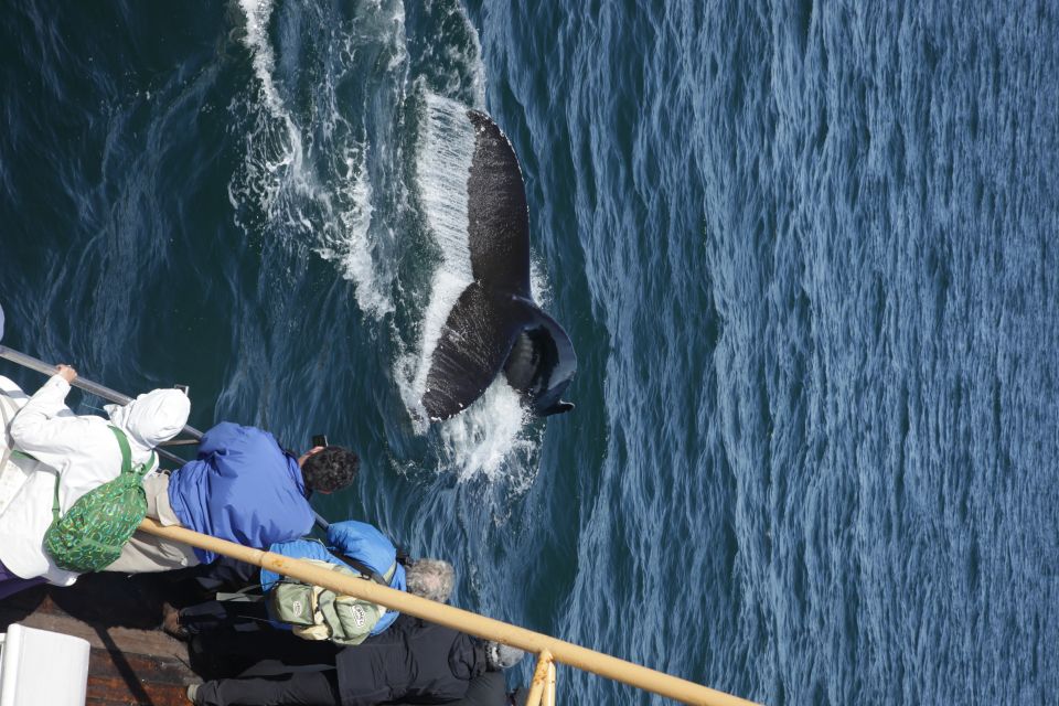 Árskógssandur: Whale-Watching Boat Trip - Duration of the Trip