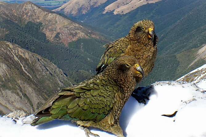 Arthurs Pass and Tranzalpine Train Day Tour From Christchurch - Pricing Information
