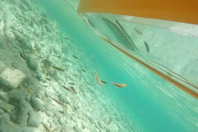 Aruba Glass Bottom Kayak Tour Through the Mangrove Forest - Guided Tour Details