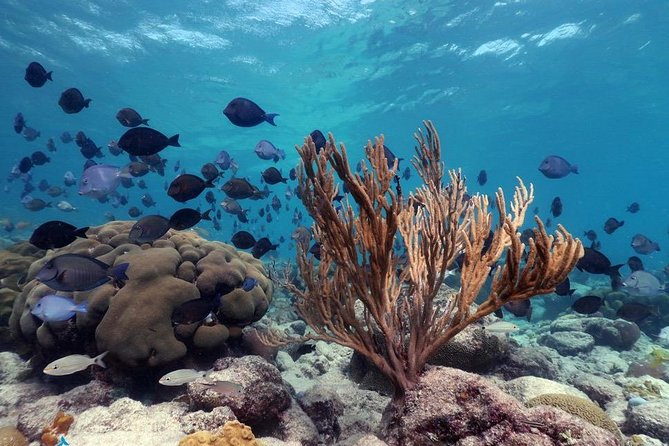 Aruba Snorkeling Tour: Mangel Halto and Baby Beach - Marine Life Exploration