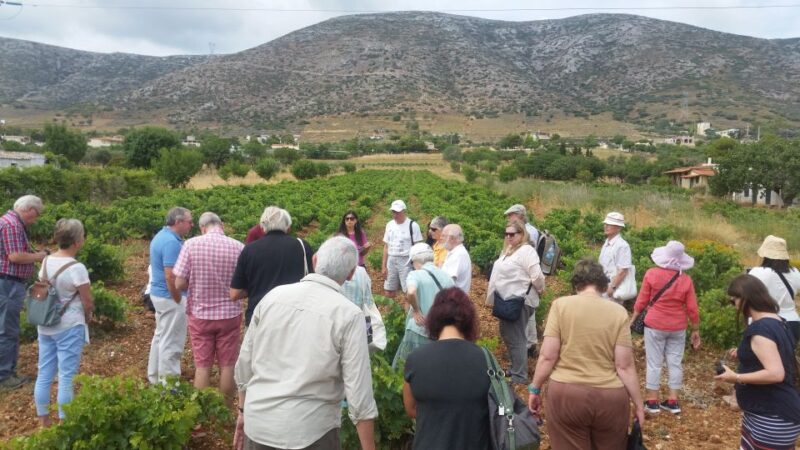 Athens: Private Wine Tour and Lunch at the Seaside - Customer Reviews and Ratings