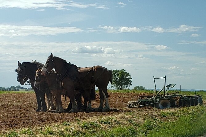 Authentic Tour & Meal With the Amish! - Areas for Improvement