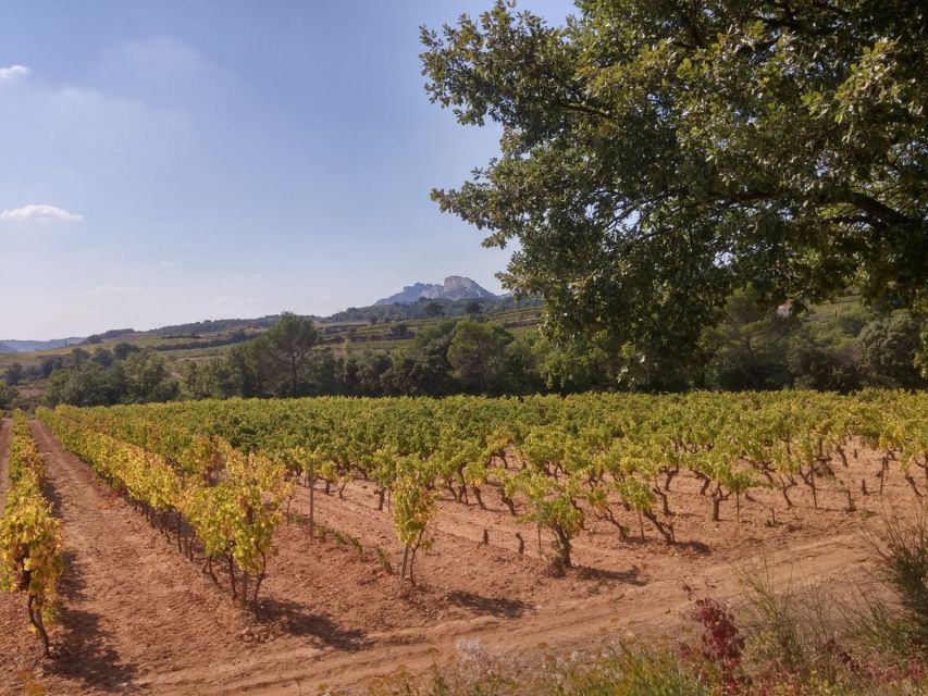 Avignon: Wine Tasting Tour - Inclusions and Amenities