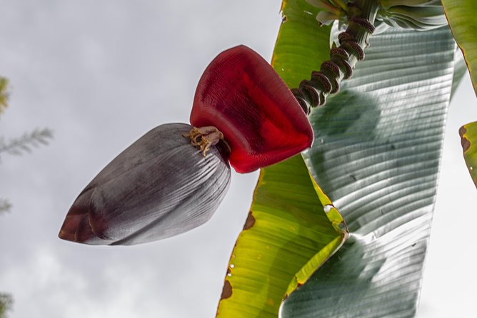 Award Winning Farm Tour: Coffee, Chocolate, & Unique Gifts Await! - Sustainable Practices Highlighted