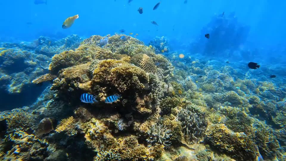 Bali: Blue Lagoon And Tanjung Jepun Snorkeling Trip - Restrictions for Participants