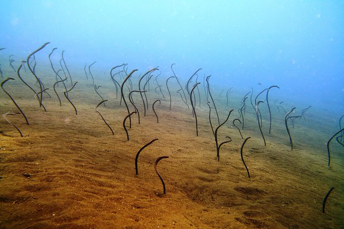 Bali Scuba Diving Trip at Tulamben for Certified Diver - Equipment Provided