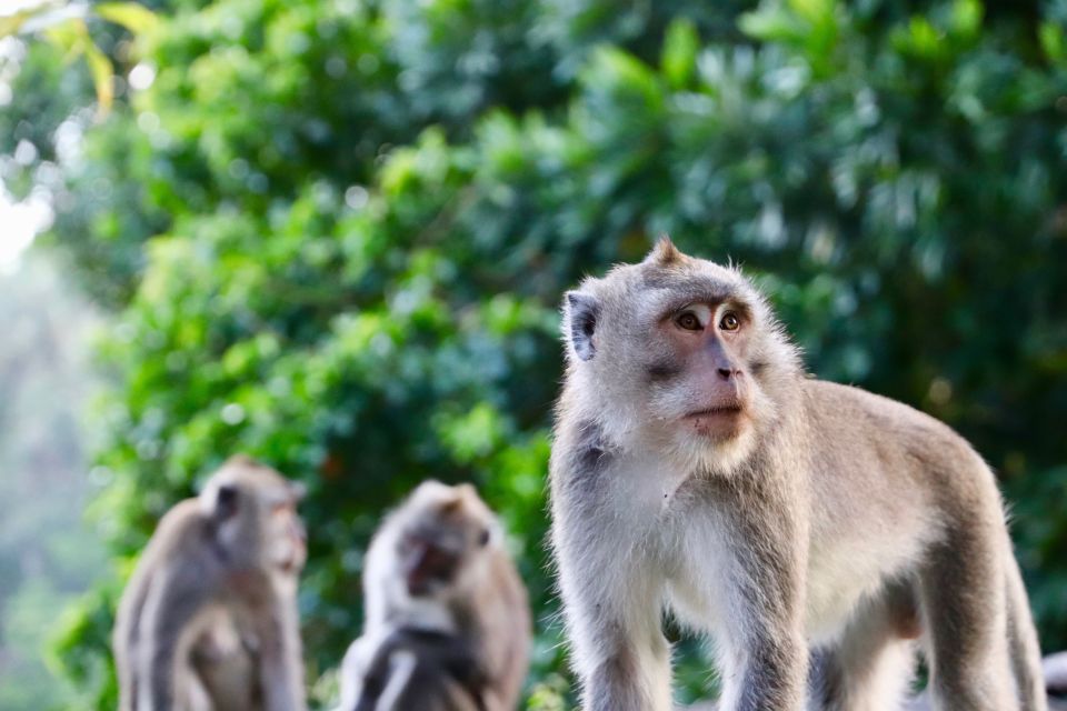 Bali: Ubud Rice Terraces, Temples and Volcano Day Trip - Coffee and Tea Tasting