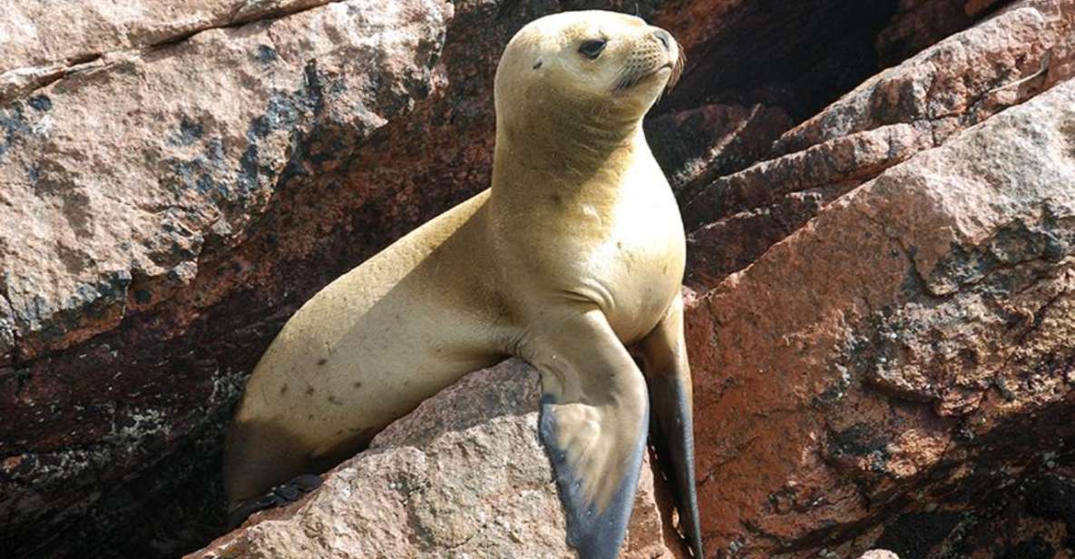 Ballestas Islands & Paracas National Reserve From Paracas - Wildlife and Natural Features