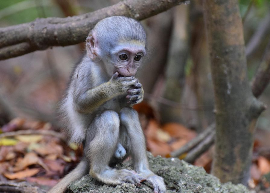 Barbados Surf & Turf - Monkey Feeding Experience