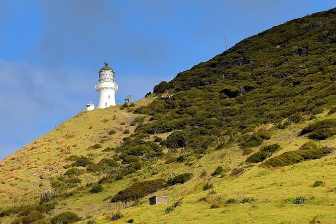 Bay of Islands Cruise & Island Tour - Snorkel, Hike,Swim,Wildlife - Guest Reviews and Experiences